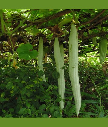 Jignisha Seeds Snake Gourd Vegetable ( 30 Seeds )