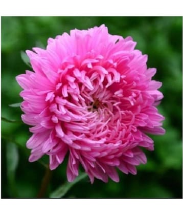 Original package of Rare Pink Chrysanthemum flower 40 seeds