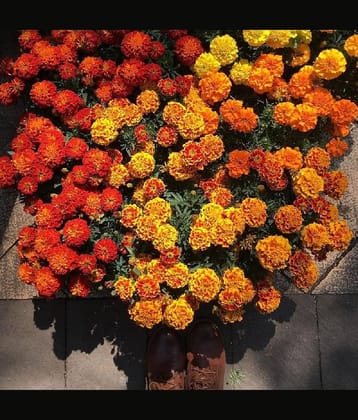 African Marigold French (Genda) Annual Flower Garden Seeds for Home Gardening (50 Seeds) | Organic and Natural All Season Flowering Seeds for Pots