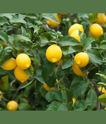CLASSIC GREEN EARTH - Lemon Vegetable ( 30 Seeds )