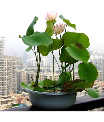 M-Tech Gardens Exotic Aquatic Lotus Flower Seeds ( Pink Dwarf 10 Seeds Pack)