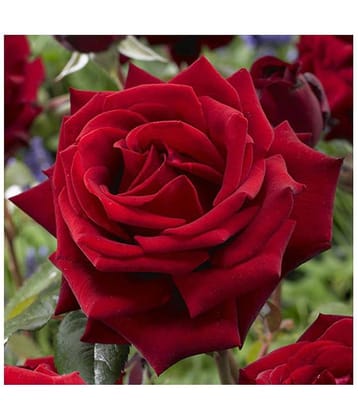 rose flower seed