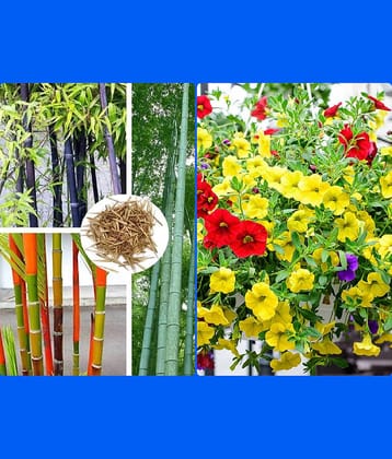 Homeagro Seeds Combo - Bamboo Plant ( 20 Seeds ) and petunia flower mix ( 50 seed)