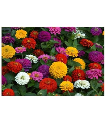 Zinnia mix color flower 50 seeds good for home gardening