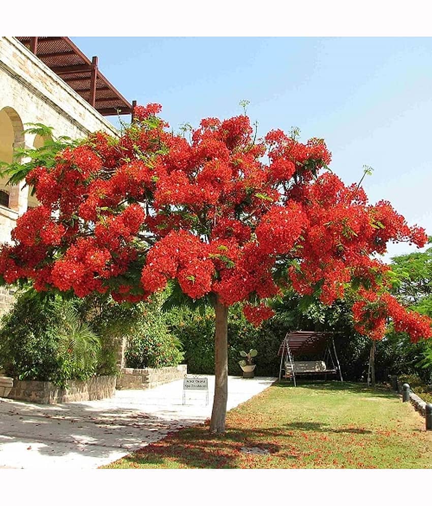 Gulmohar ornamental flower tree beautiful plant 15 seeds pack with free potting soil and user manual for outdoor
