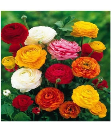 Matrix Ranunculus Asiaticus Flower Seeds