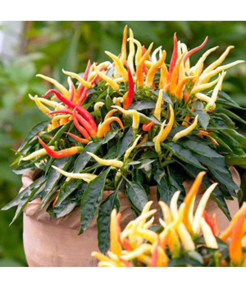 M-Tech Gardens Ornamental Chili Pepper Medusa 30 Chilli Seeds Pack