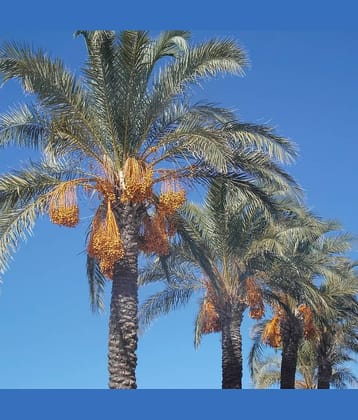 Date Palm/Khajoor Palm/Phoenix Dactylifera Seeds (20 Seeds)