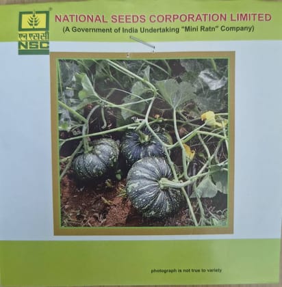 NSC Hy. Pumpkin/PPH-1 Seed - 10g NSC Hy. Pumpkin/PPH-1 Seed - 10g