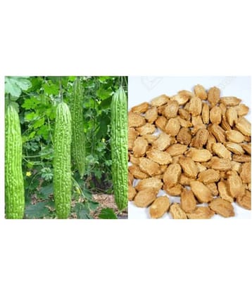 10 Seeds of High Yield Bitter Gourd Pali F1 Hybrid Green Long for Terrace Balcony Kitchen Poly House Gardening