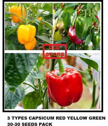 3 types capsicum mix 100 seeds pack red green yellow 30 seesds of each 1 with instruction manual for home kitchen gardening use