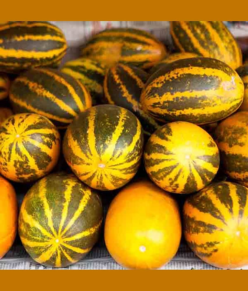 Jignisha Seeds Hybrid Sambhar Kakdi Vegetable ( 30 Seeds )