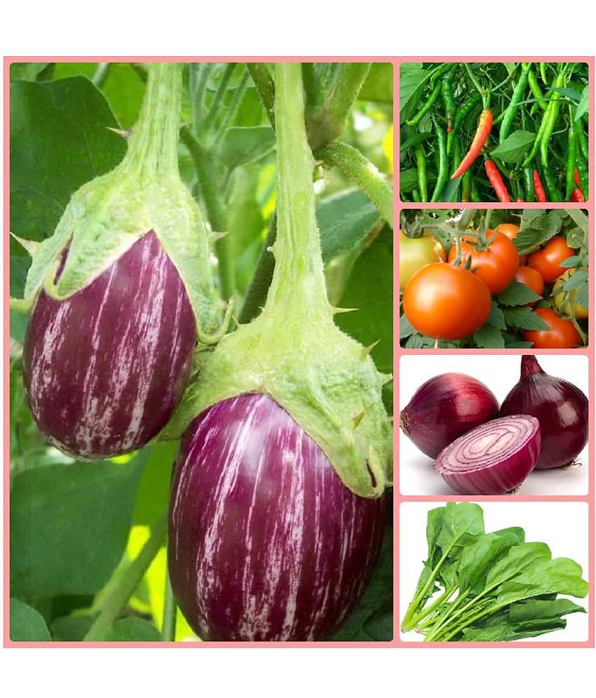 Vegetable Seeds combo for Kitchen Garden - 100+ Seeds | Easy to Grow with Instruction Manual
