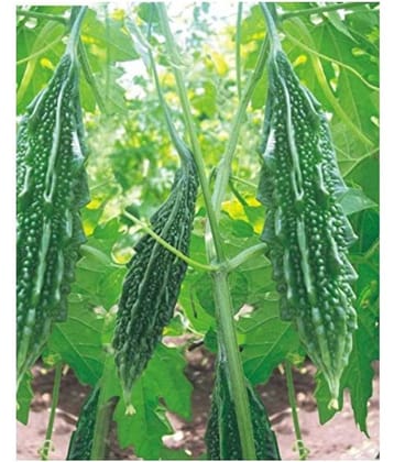 Climate Seeds -Bitter Gourd - Karela Seeds F1(20seeds)