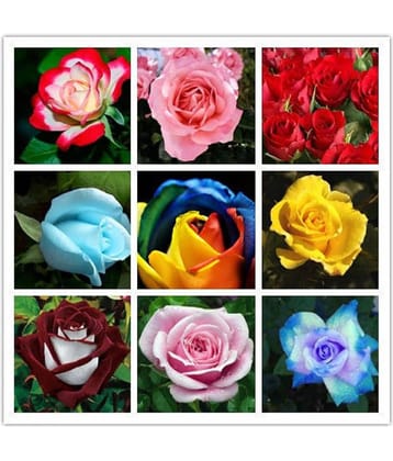 Azalea Gardens Rose Flower Seeds "Mixed Rose " 20 Seeds Pack