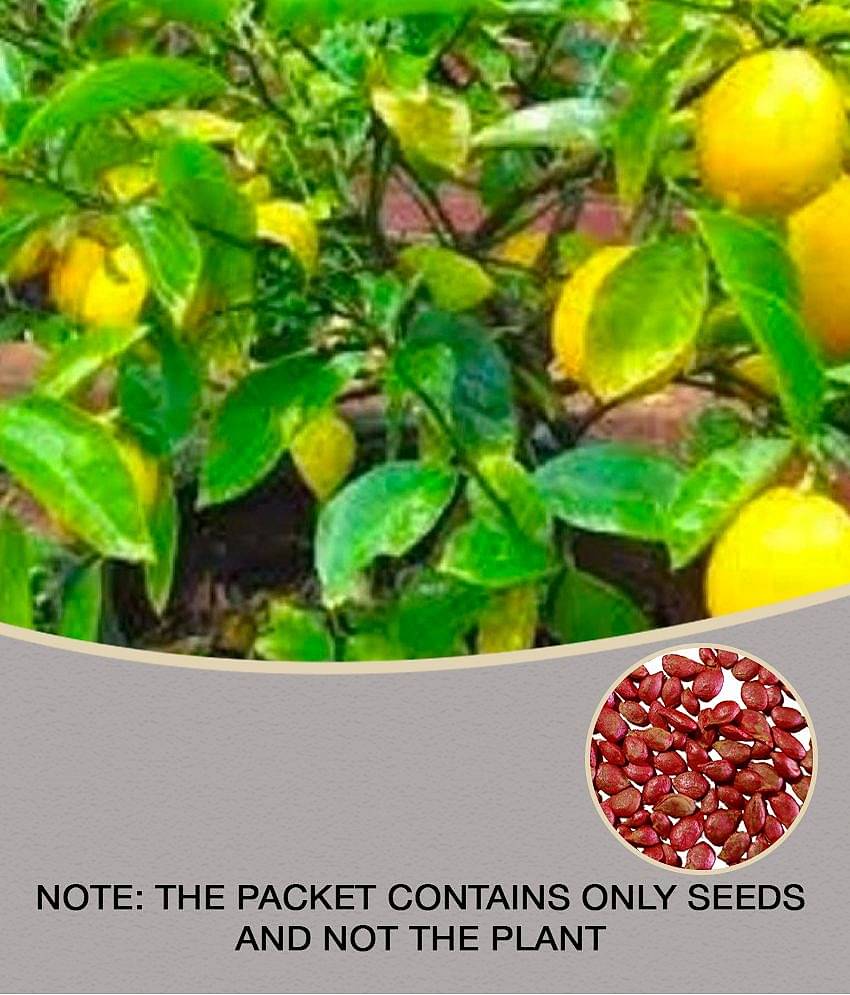 Lalus Farm 20 seeds Hybrid Kagzi Lemon Dwarf Variety