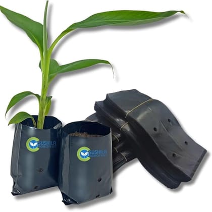 SUSHILA AGROFERT Plant Growing Bags 5X4 Inches 250 Pieces Small Size Seed Germination or Plant Growing Bags with Drainage Holes