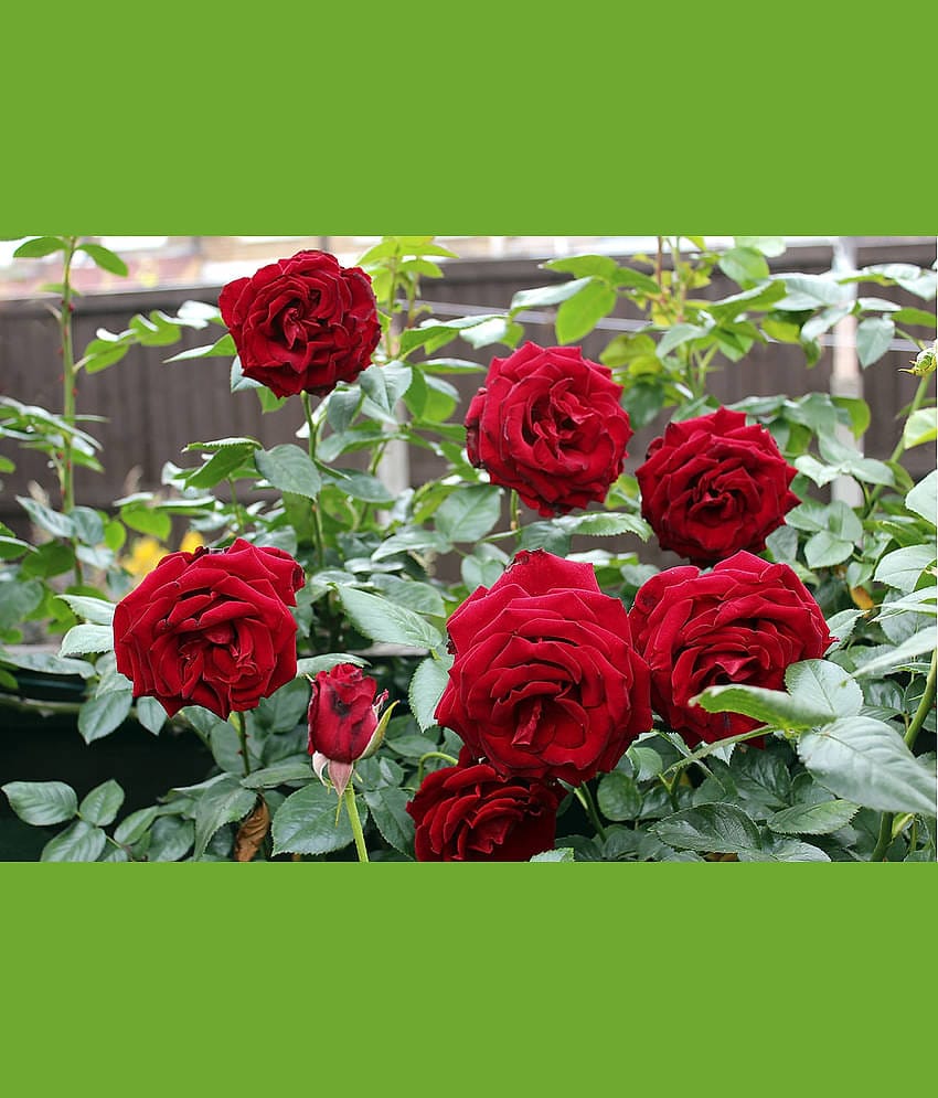 CLASSIC GREEN EARTH - Tube Rose Flower ( 25 Seeds )