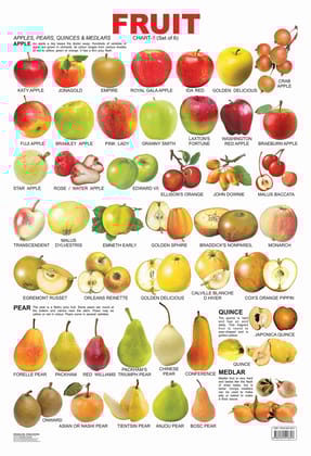 Pre-School Fruit Chart: Book 1 (English, Wall [Poster] Dreamland Publications