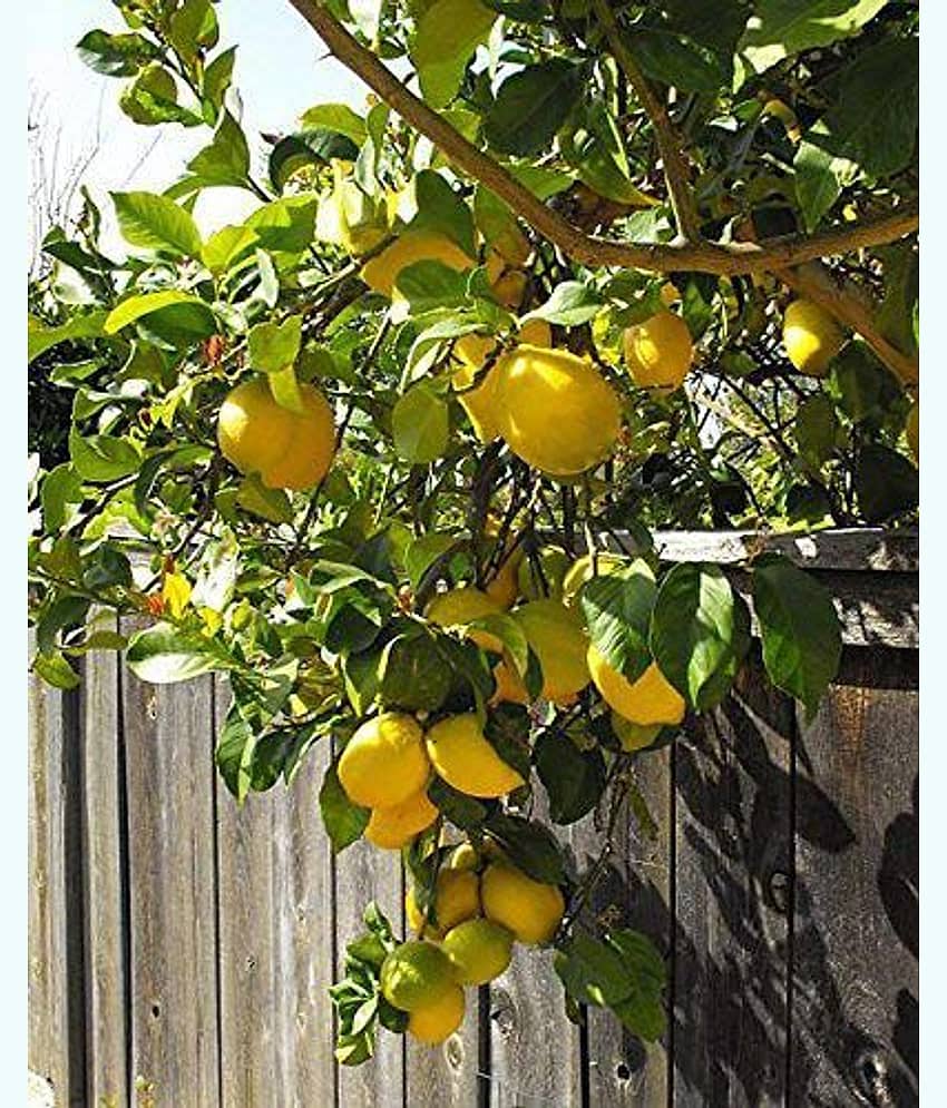 ATOZ Fruit Seeds : Fruiting Lemon Tree Seeds Fruit Seeds For Planting Fruit Seeds Pack