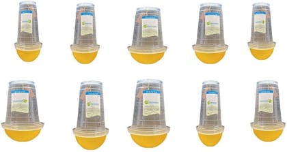 FRUIT FLY LURE WITH FLY TRAP (PACK OF 10 )