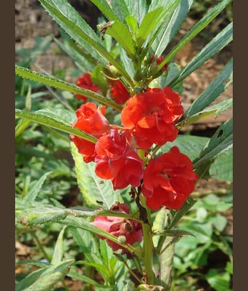 homeagro - Balsam Mixed Flower ( 20 Seeds )