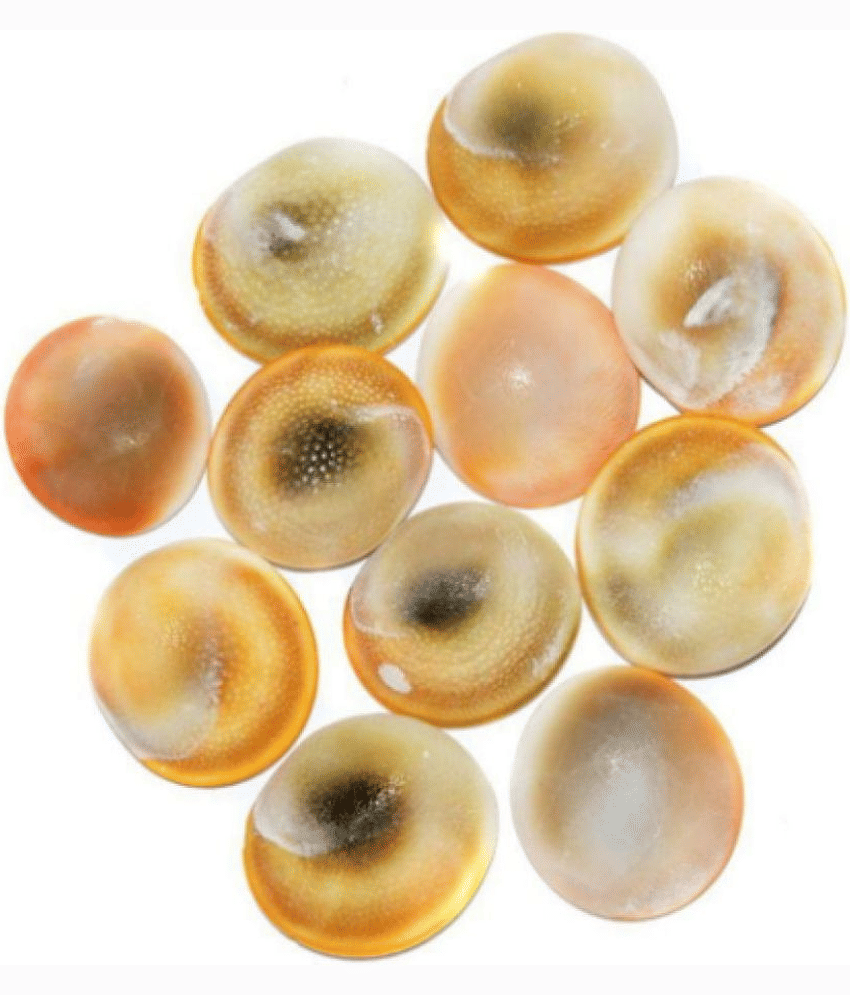 Gomti Chakra