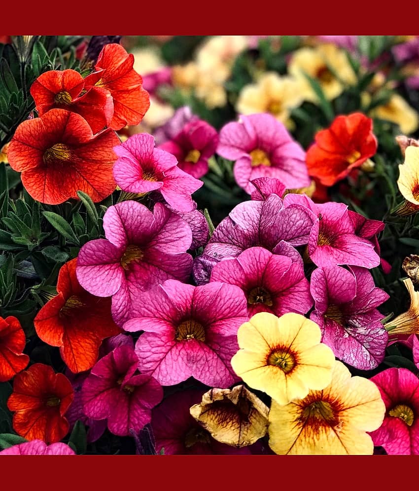 300 Premium Seeds of Pansy & Petunia Winter Flowers