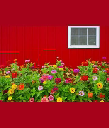 HN organic seed - Zinnia Mixed Flower ( 20 Seeds )