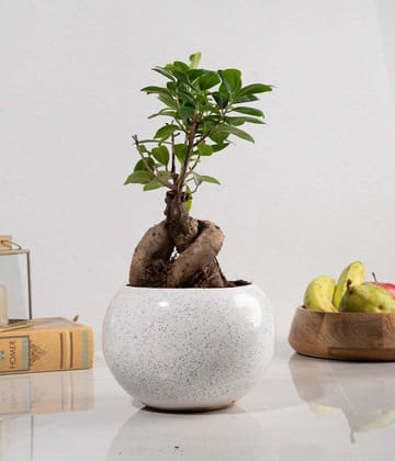 Ficus Bonsai in Round Planter-White Ceramic