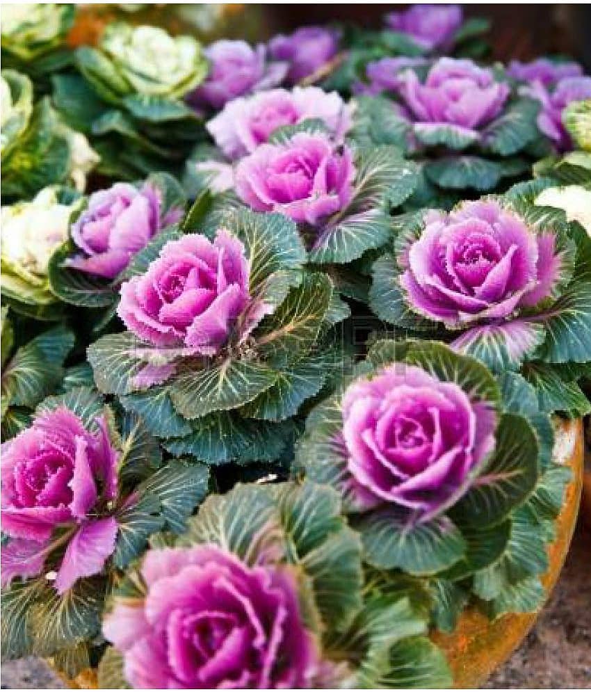 Flower Seeds : Curled Kitchen Kale Home Garden Balcony Flower Seeds Planting Seeds (Plants Garden Seeds) Garden Plant Seeds By OhhSome