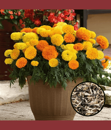 Marigold (Genda Phool) Mix Color Flower Seeds Pack Of 50 | Indoor And Outdoor | for Planting in Home Kitchen Terrace Balcony Gardening