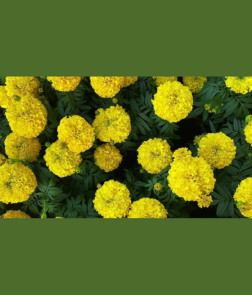 HN organic seed - Marigold Flower ( 50 Seeds )