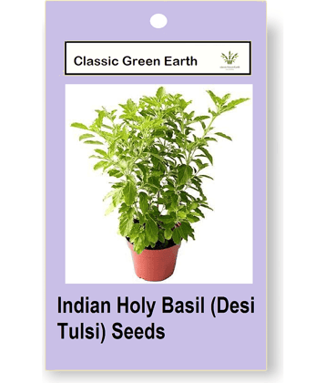 CLASSIC GREEN EARTH - Herb Seeds ( Indian Holy Basil (Desi Tulsi) 50 Seeds )