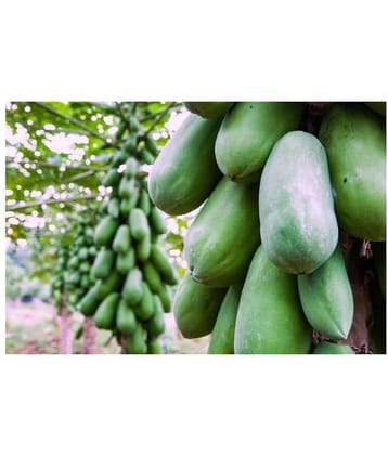 Papaya F 1 Hybrid Seeds Pack - 50 seed + Instruction Manual