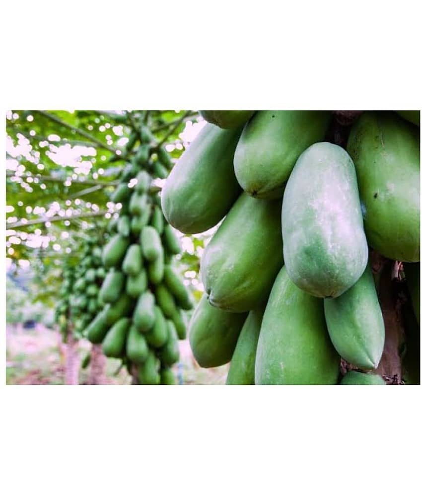Papaya F 1 Hybrid Seeds Pack - 50 seed + Instruction Manual