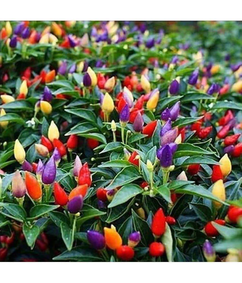 Ornamental Chilli kala seed - 100 Seeds/Packet