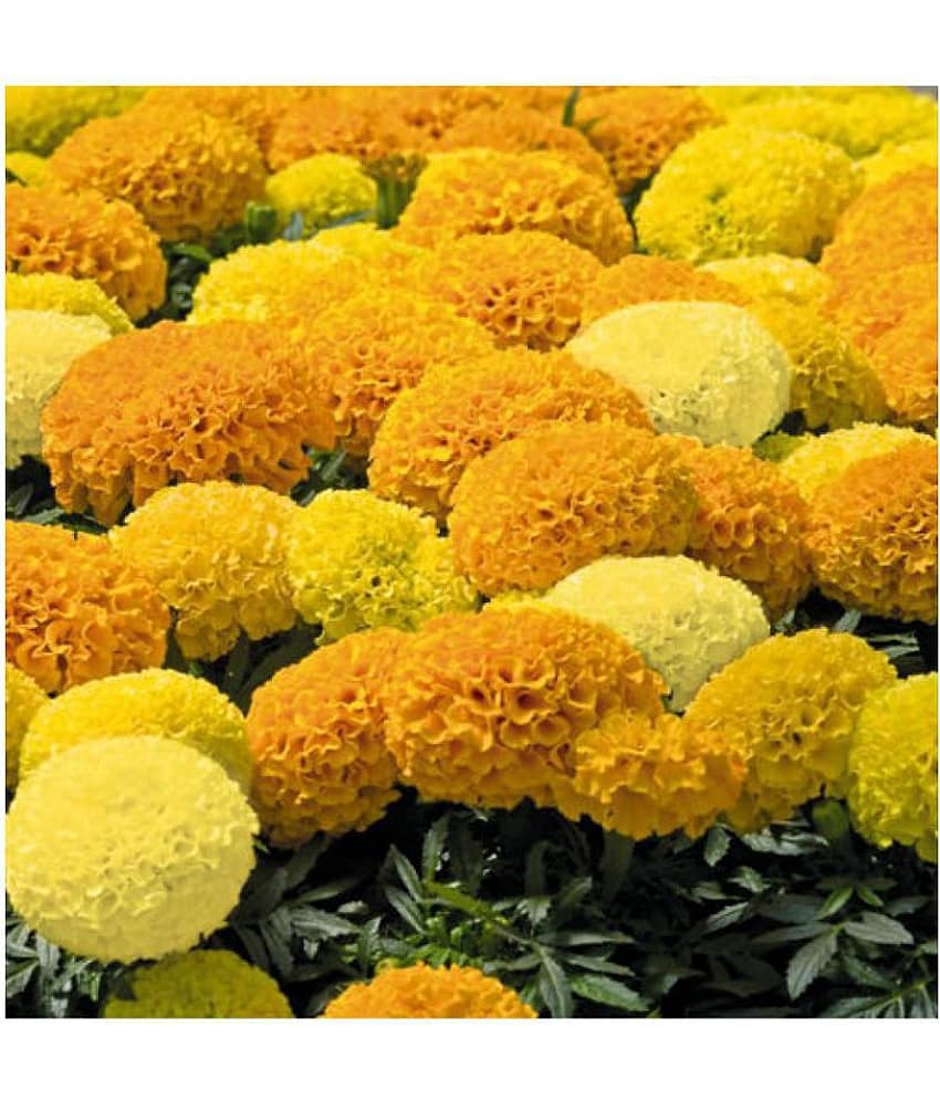 Marigold African Mixed Variety 50 Seeds