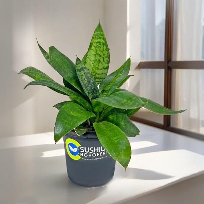 Sushila Agrofert's Snake Live Plant With Pot Best Air Purifier Plant for Home decor living room and Bedroom