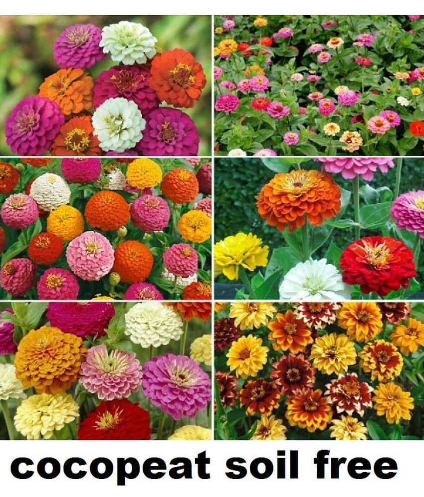 Zinnia Double Mix Flower Seeds (Multicolour, Pack of 25 )