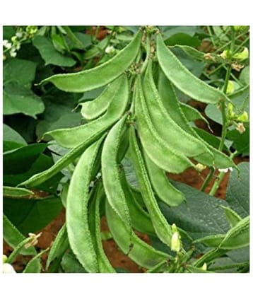 Lablab Dolichos Bean Seeds " Arka Amogh " High Yield Variety Vegetable Seeds ( 10 Seeds Pack )