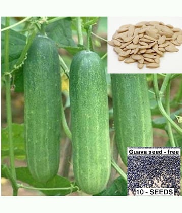 homeagro - Cucumber Vegetable Seeds (Pack of 50)