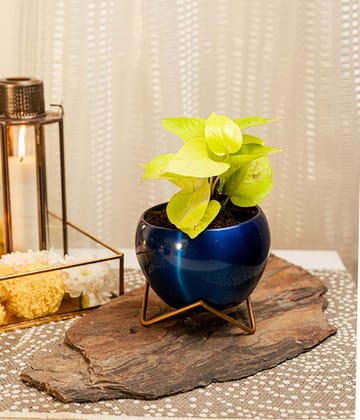 Golden Money Plant in Blue Metal Planter with Stand