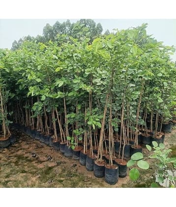 Jignisha Seeds Sandalwood Plant ( 5 Seeds )