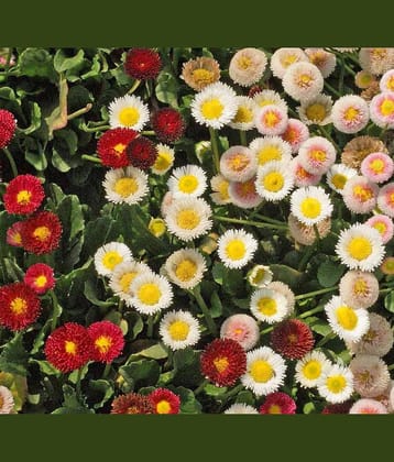 daisy mix flower 100 seeds pack with free cocopeat snd user manual