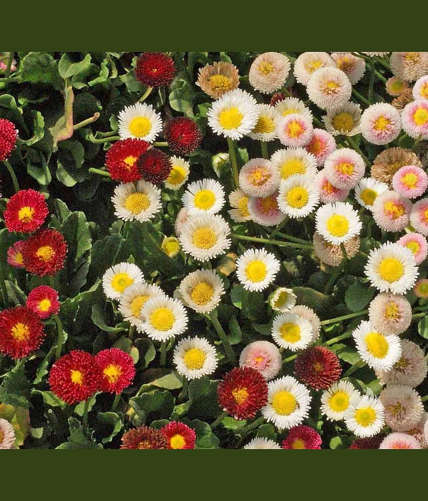 daisy mix flower 100 seeds pack with free cocopeat snd user manual