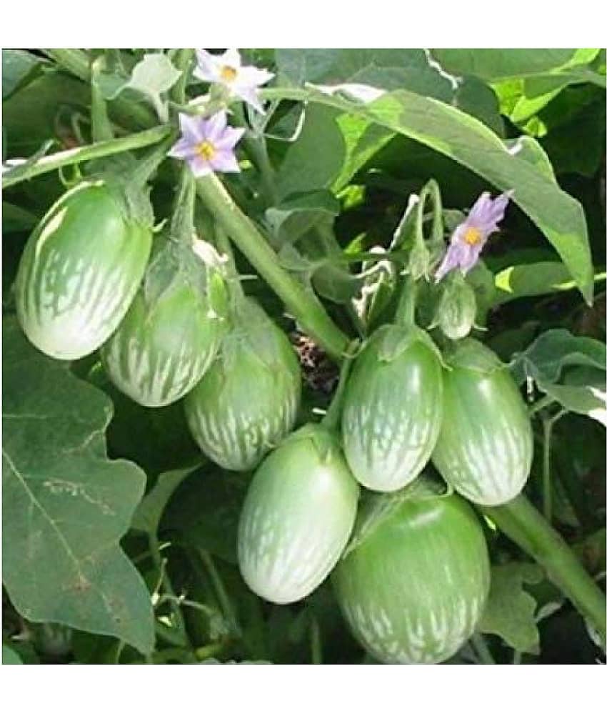 BRINJAL Seed, F1 Hybride (50 seeds)