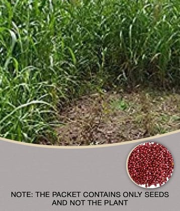 CLASSIC GREEN EARTH - Grass Grass ( 3000 Seeds )