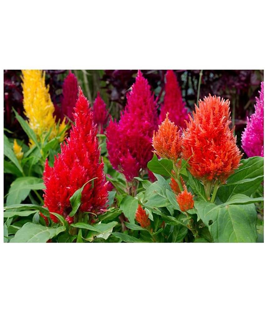 celosea Mix- Pack of 50 Seeds with growing cocopeat
