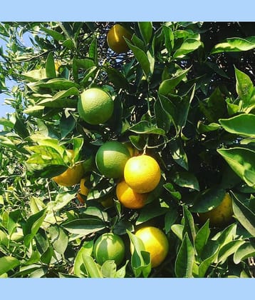 Seeds zone Lemon Fruit Seeds - 20 Seeds Pack